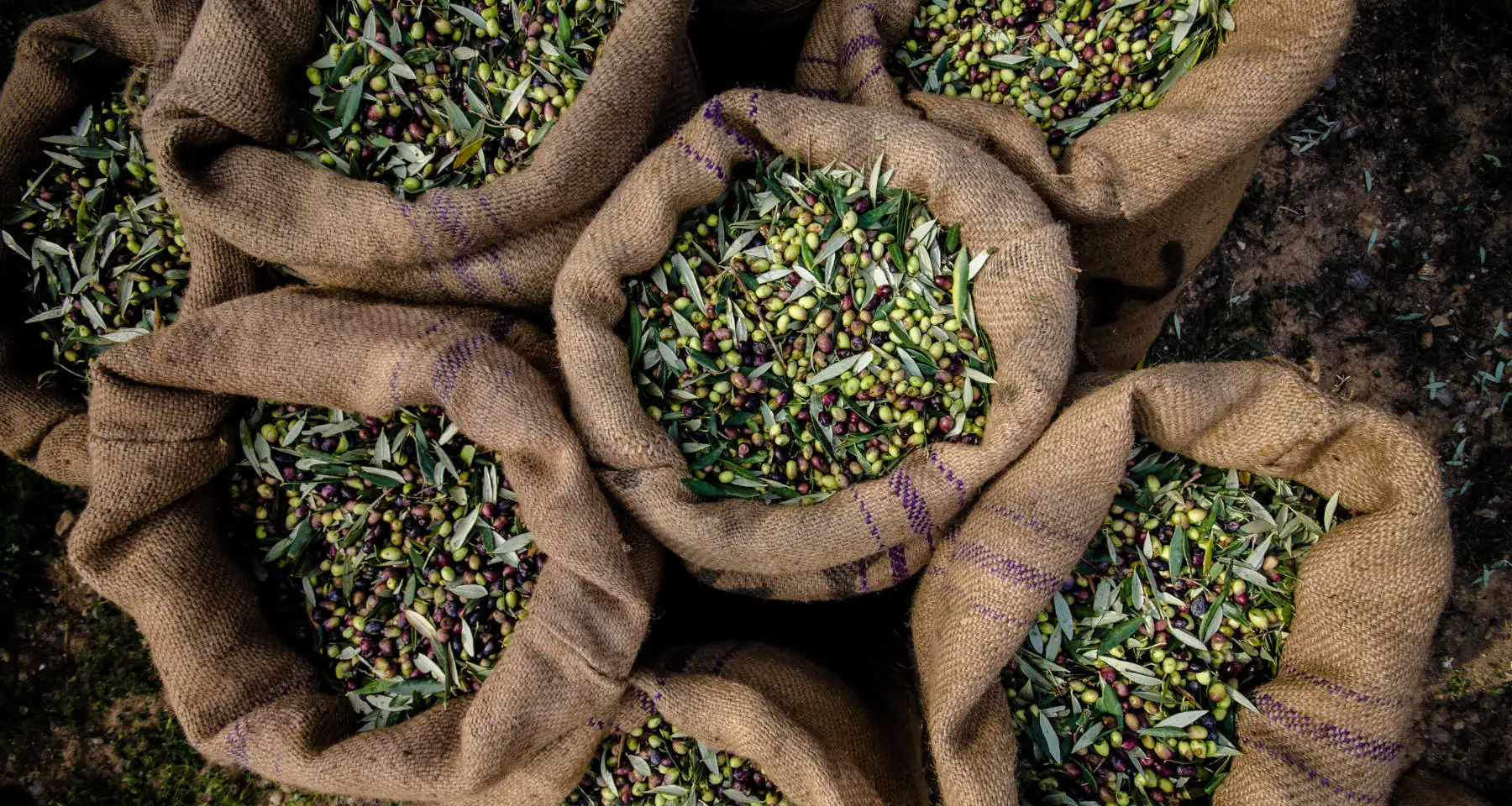 My Own Olivetree - Ernte