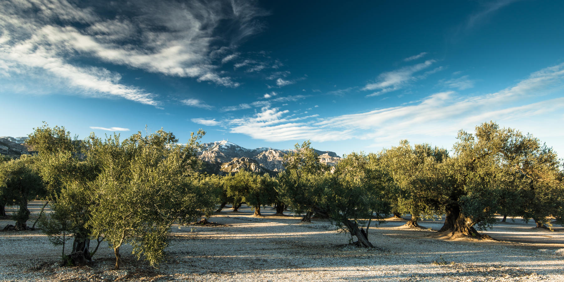 Olive Tree Plantage