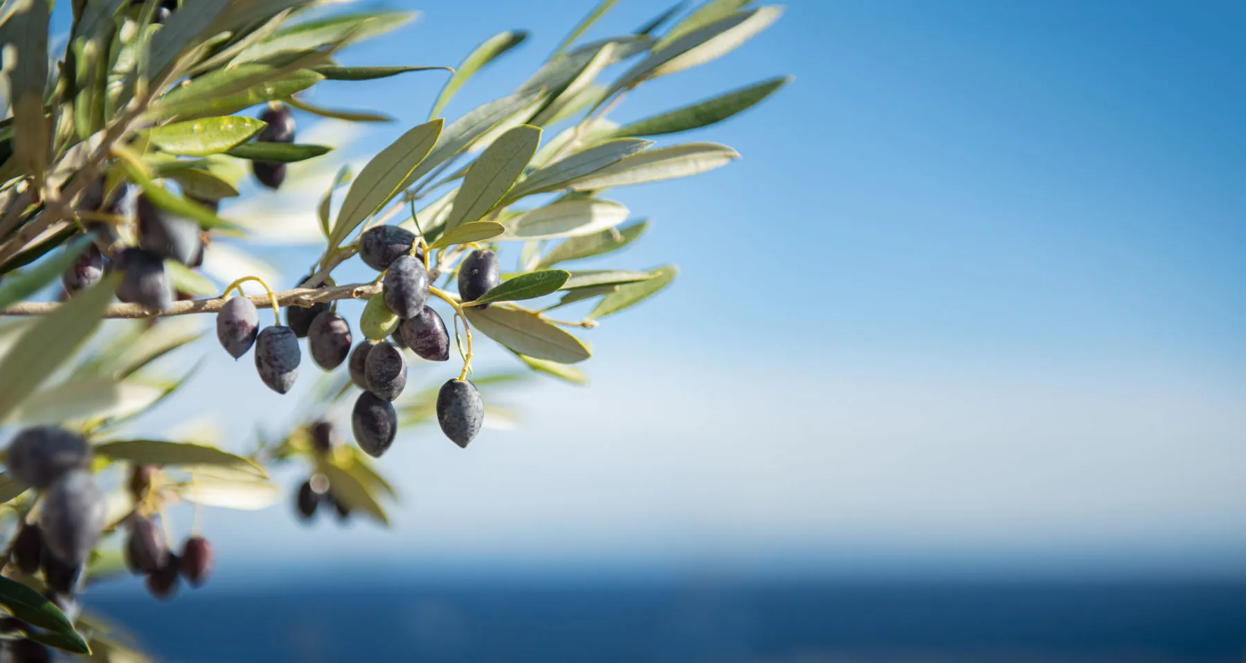 My Own Olivetree - Olivenbaum