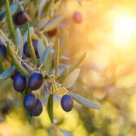 Olive trees farm.