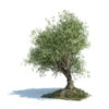 SMALL Olivetree